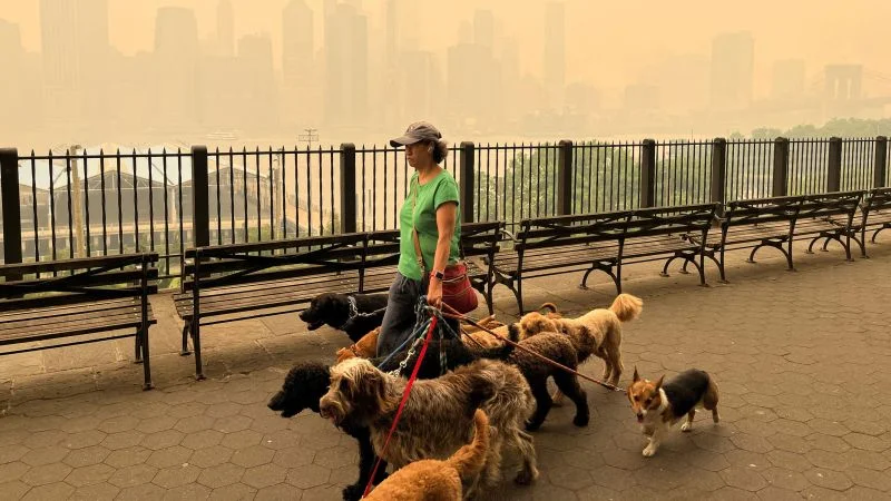 Protecting Your Pets from Wildfire Smoke: Tips and Tricks