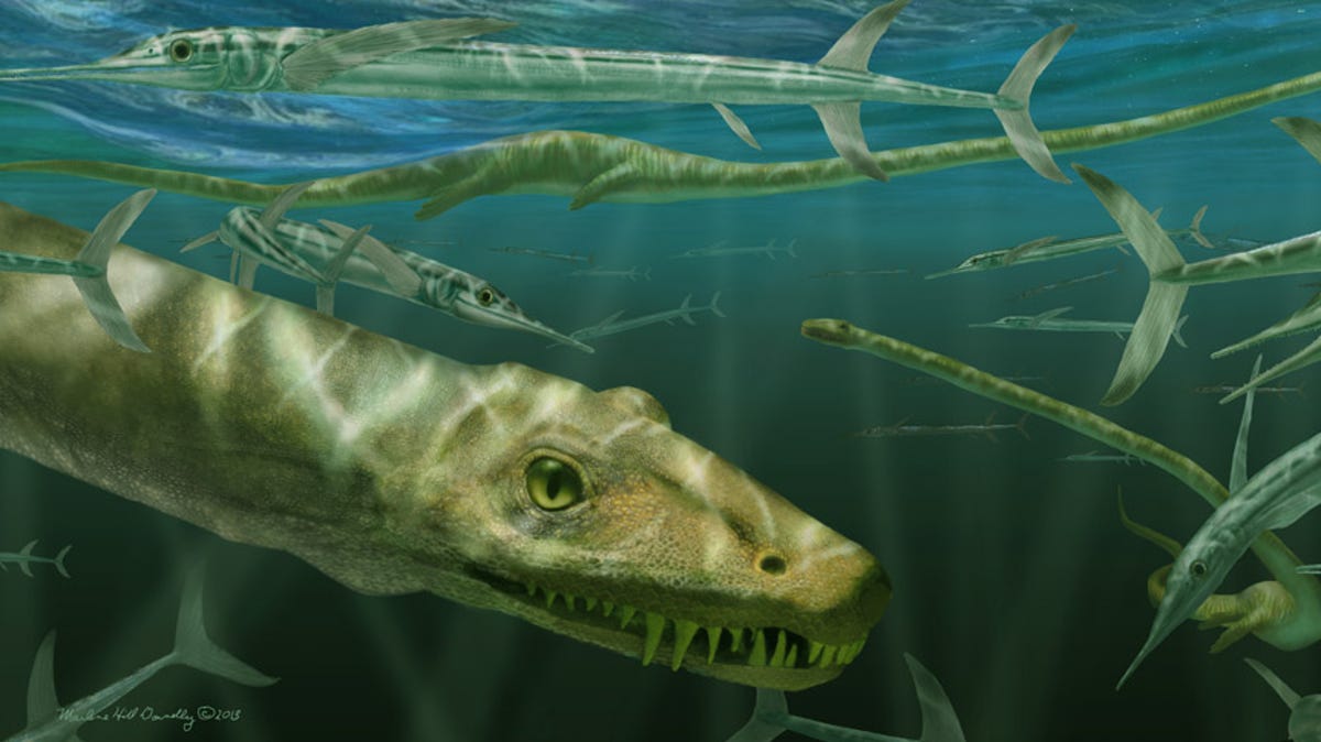 "240-Million-Year-Old 'Chinese Dragon' Fossil Unearthed in China by Scientists"