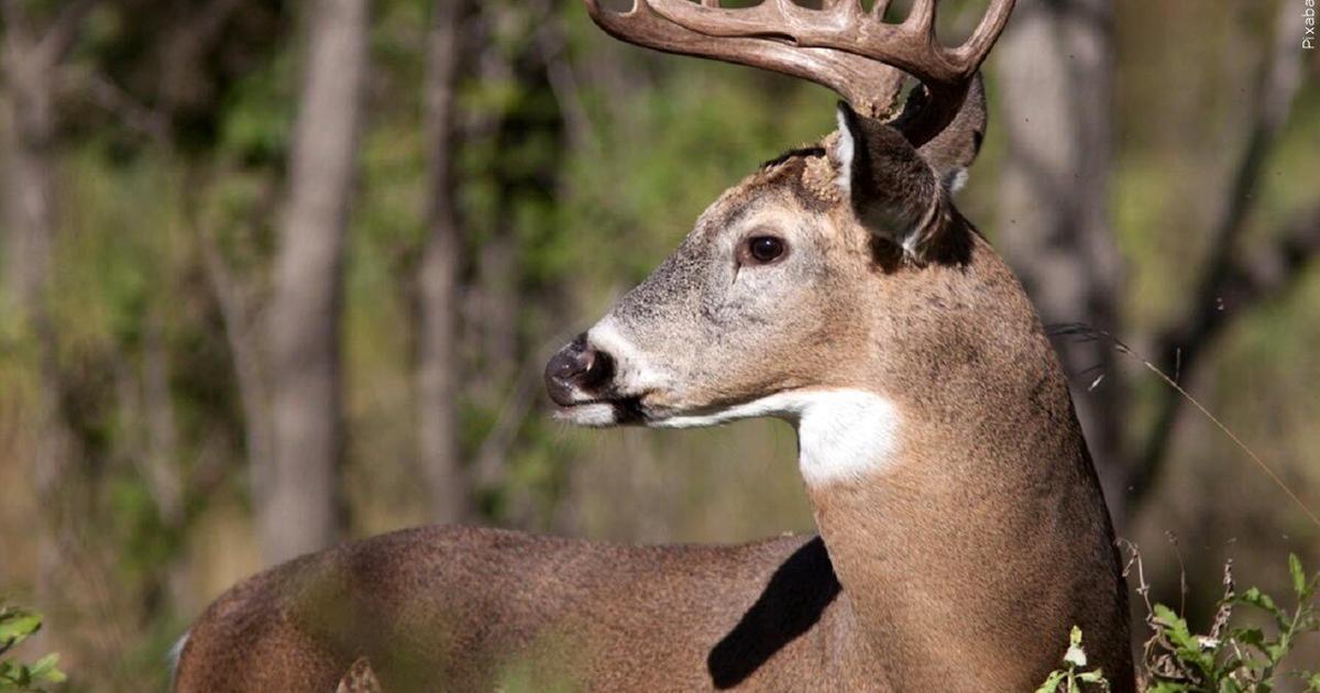 "State Democrats Push for CWD Funding and Legislation to Protect Wildlife"