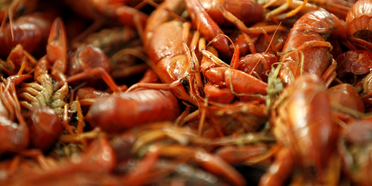 Featured image for "Crawfish Crisis: Louisiana Governor Declares Disaster as Prices Soar"