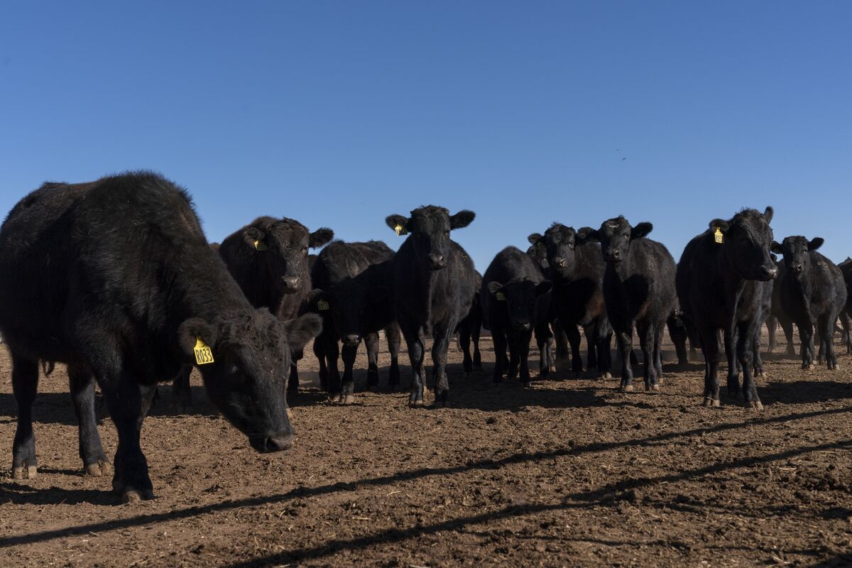 Featured image for Trump's Calls for Lower Cattle Prices Spark Beef with Ranchers and Republicans