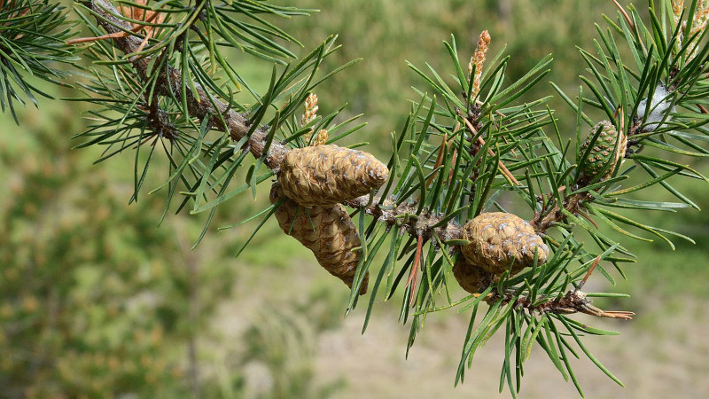 Featured image for "Revolutionary Plant-Based Filter Provides Clean Water Solution"