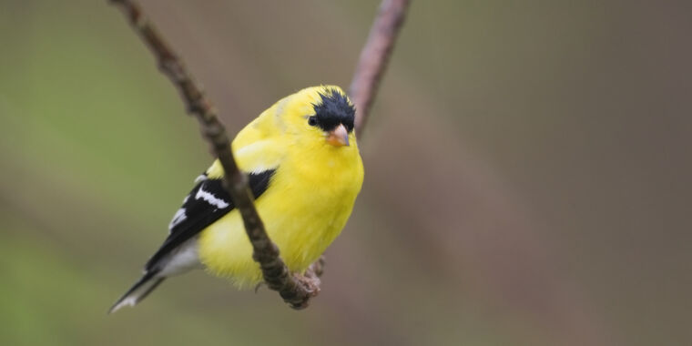 The Connection Between Bird Song Complexity and Problem-Solving Skills