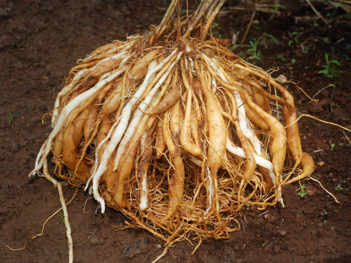 Featured image for "Natural Ayurvedic remedies for hormonal balance and better sleep"