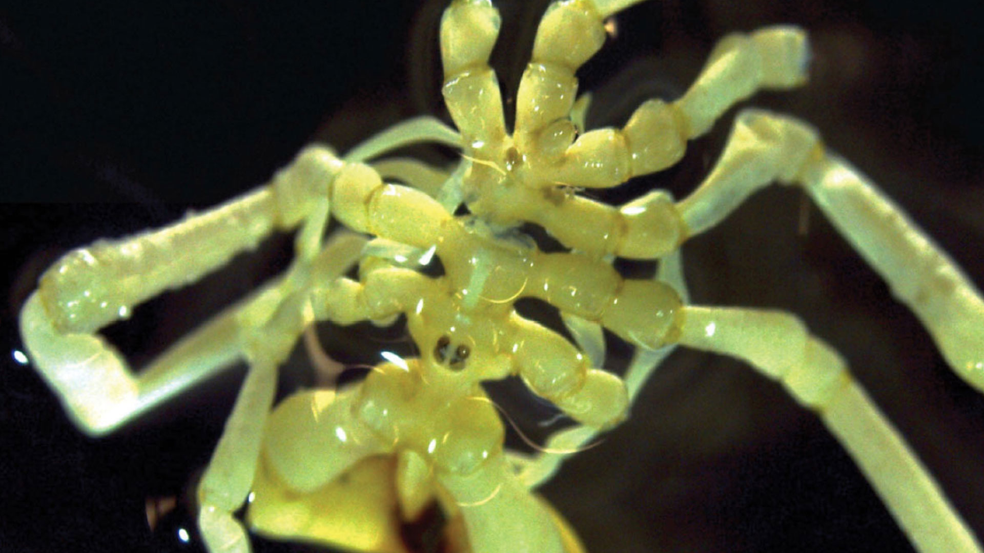 Featured image for Bizarre Antarctic Sea Spider: Giant Claws, Feeding Rod, and Boxing Gloves