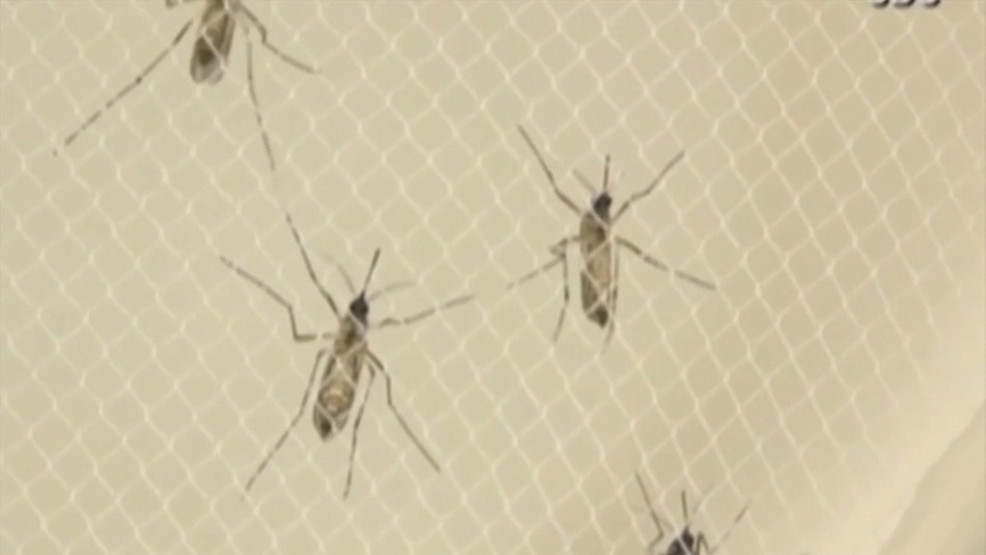 Featured image for Mosquitoes in Rhode Island carry EEE and West Nile virus, raising concerns