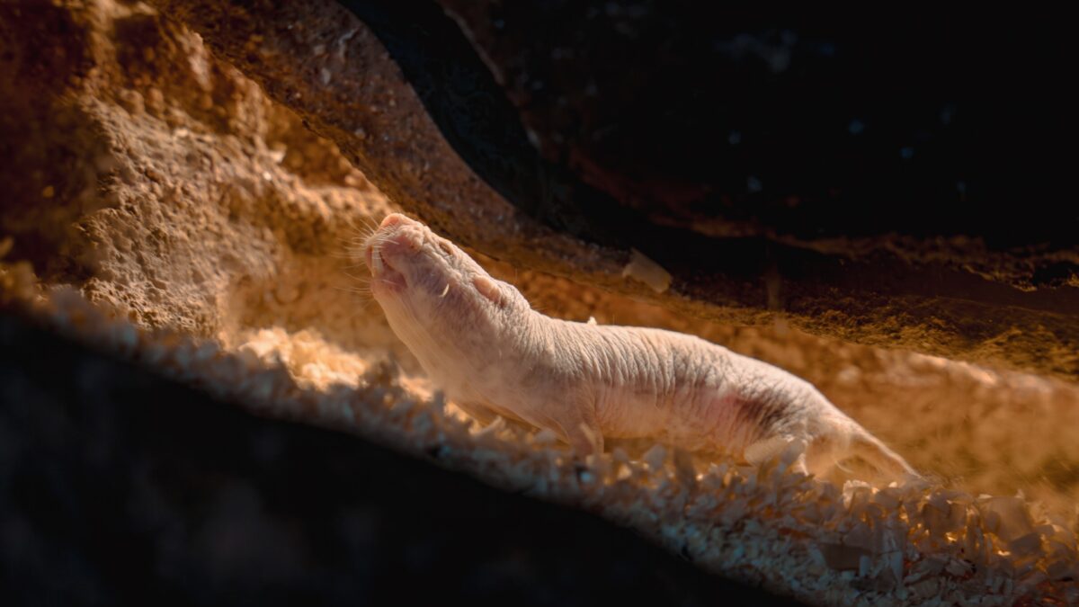 Featured image for Naked Mole-Rats Exhibit Complex Social Behaviors, Including Toilet Cleaning
