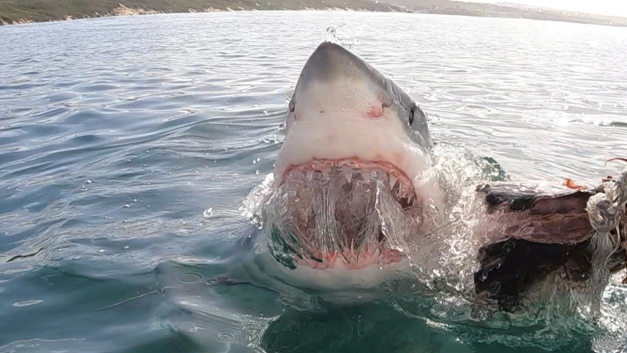 Up-close encounters with great white sharks caught on camera.