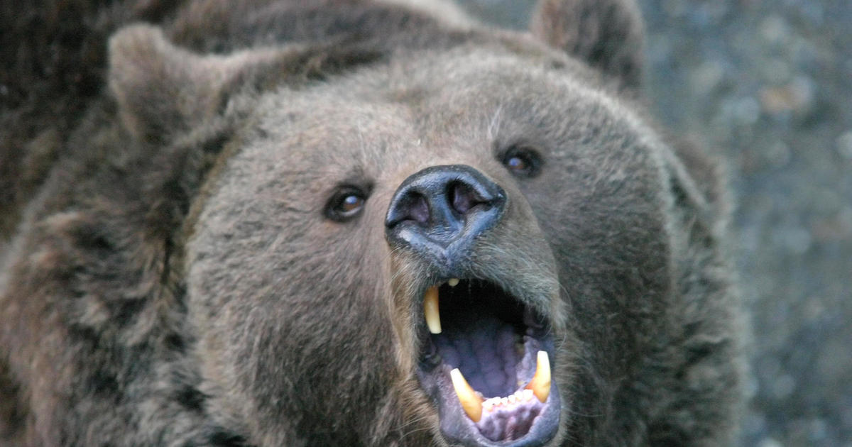 Fatal Bear Attack Claims Woman's Life Near Yellowstone Park