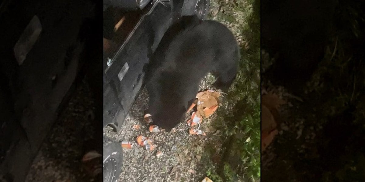Sugar-addicted bear downs 69 cans of soda after breaking into car.