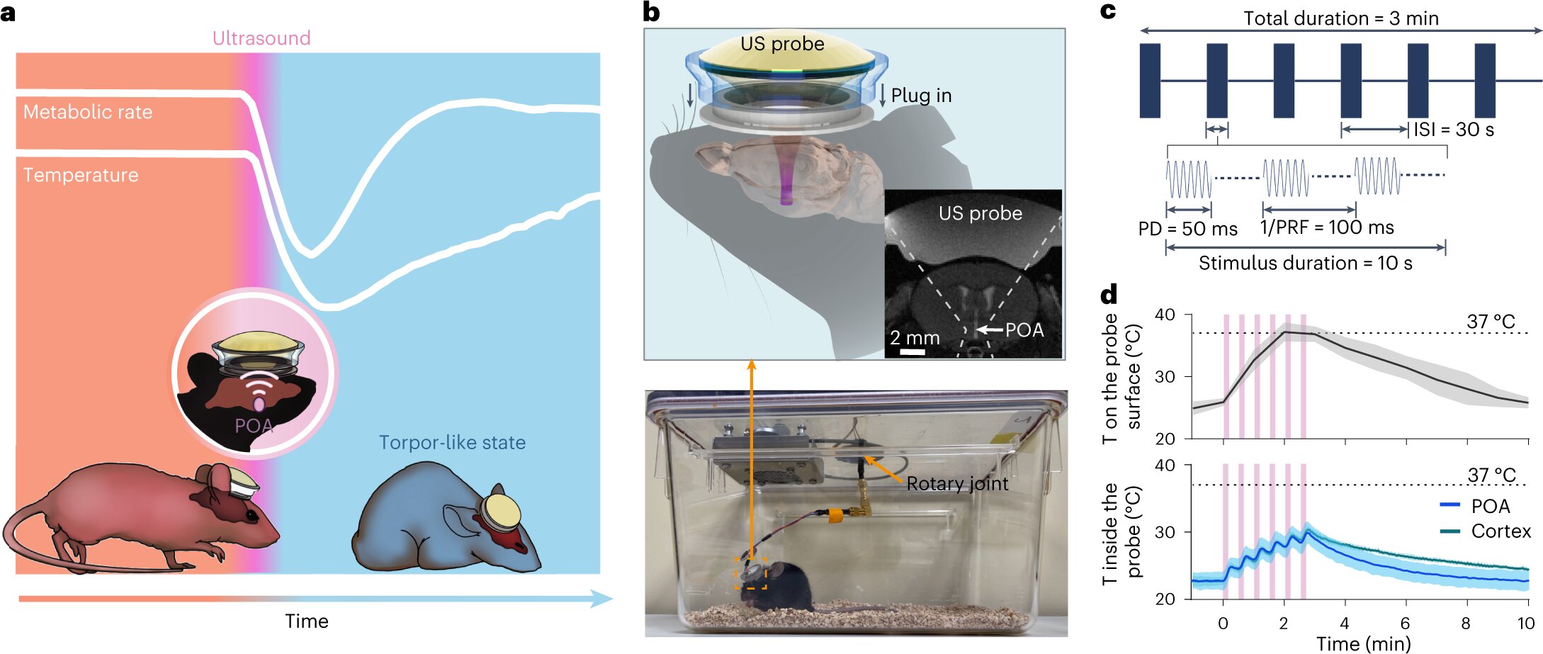 "Ultrasound: Inducing Hibernation-Like State in Animals"