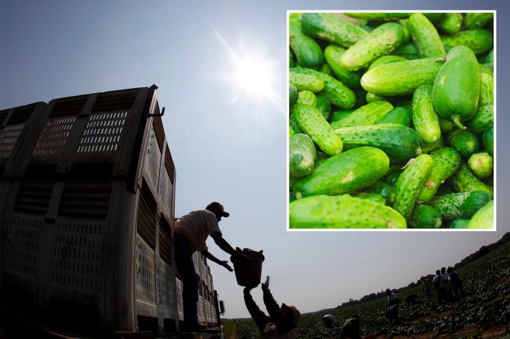 Featured image for "Salmonella Risk Prompts Cucumber Recall in 14 States"