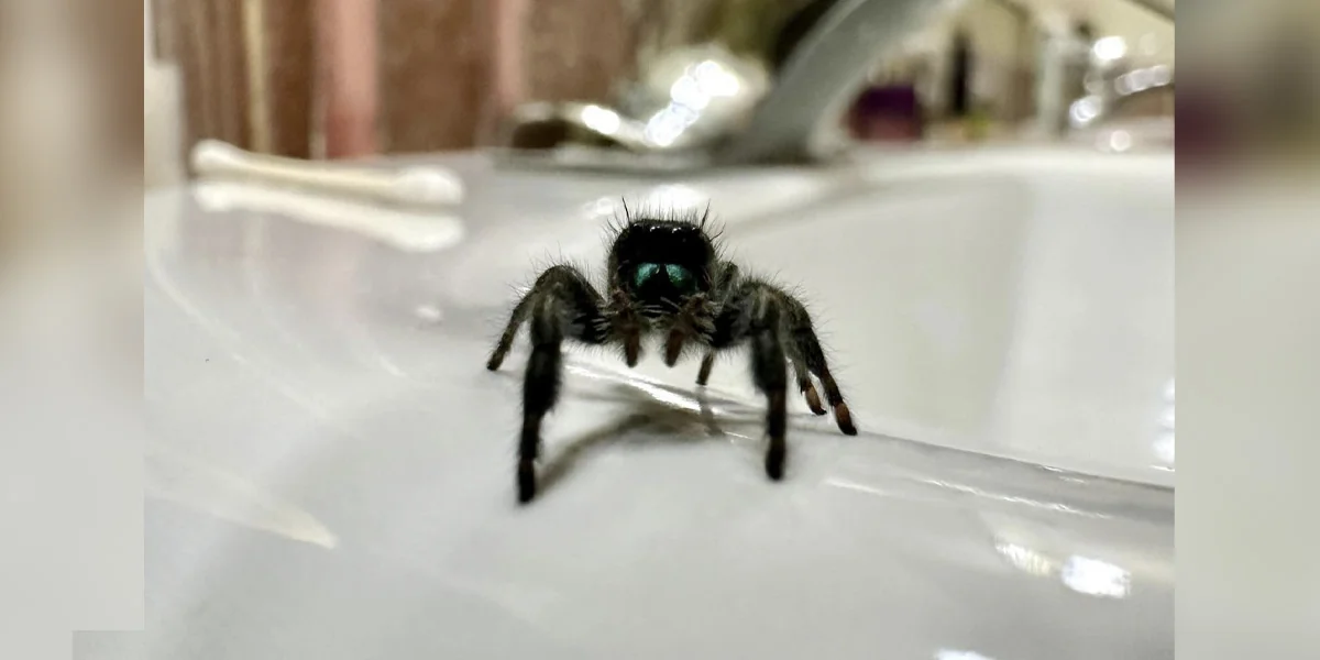 Featured image for Woman Befriends Tiny Bathroom Spider