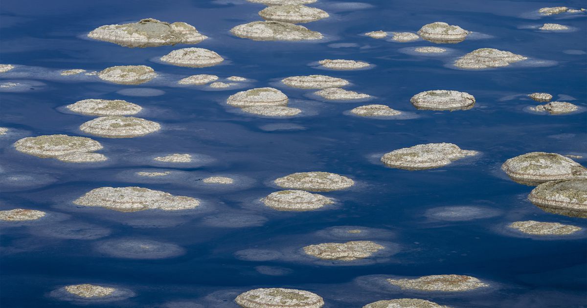 Featured image for "Surprising Discoveries: New Species Unveiled in Great Salt Lake's Ecosystem"