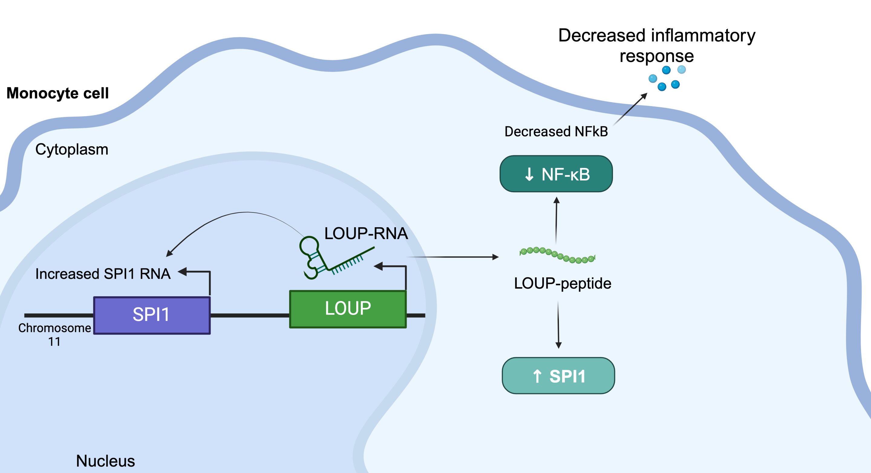 Featured image for "Breakthrough RNA Target Found to Halt Inflammation"