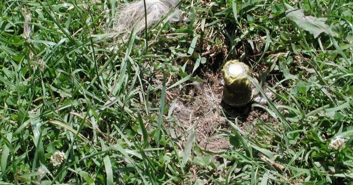 Featured image for BLM Celebrates Ban on Cyanide Bombs, Protecting Wildlife on US Public Lands