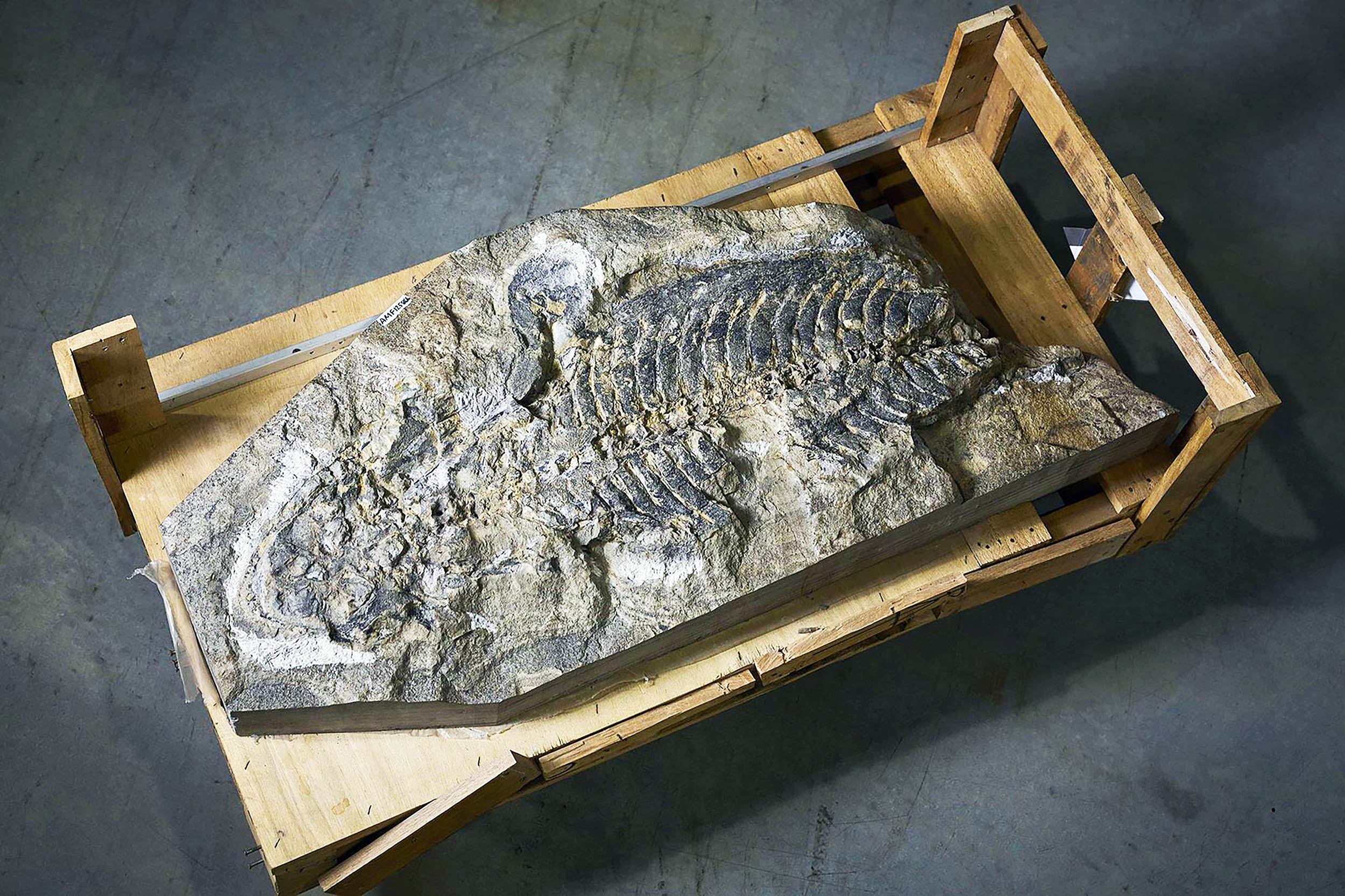 Featured image for Ancient Wall Conceals 240-Million-Year-Old Secret