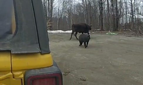 Featured image for Maine jogger injured in cow attack, owner may be charged.