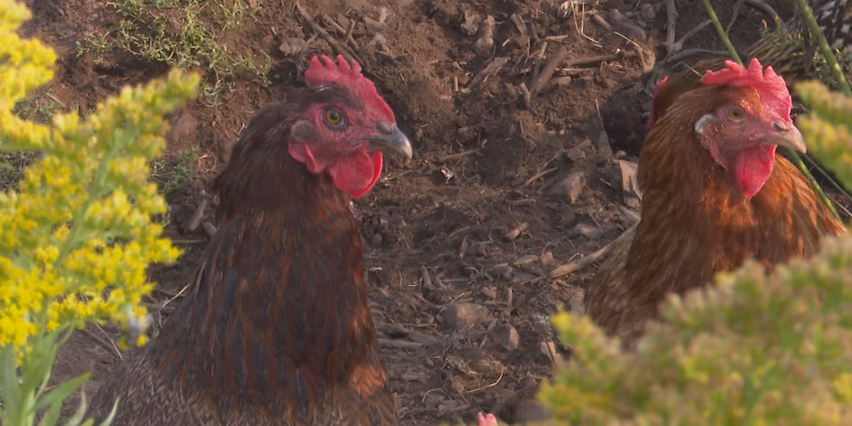 Avian Flu Alert: Mililani Pet Fair Attendees at Risk