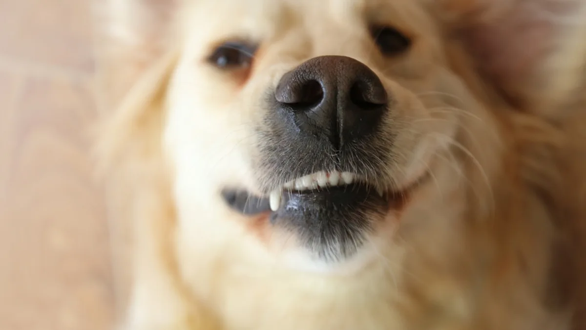 Featured image for Golden Retriever's Hilarious 'Prison Break' Caught on Camera