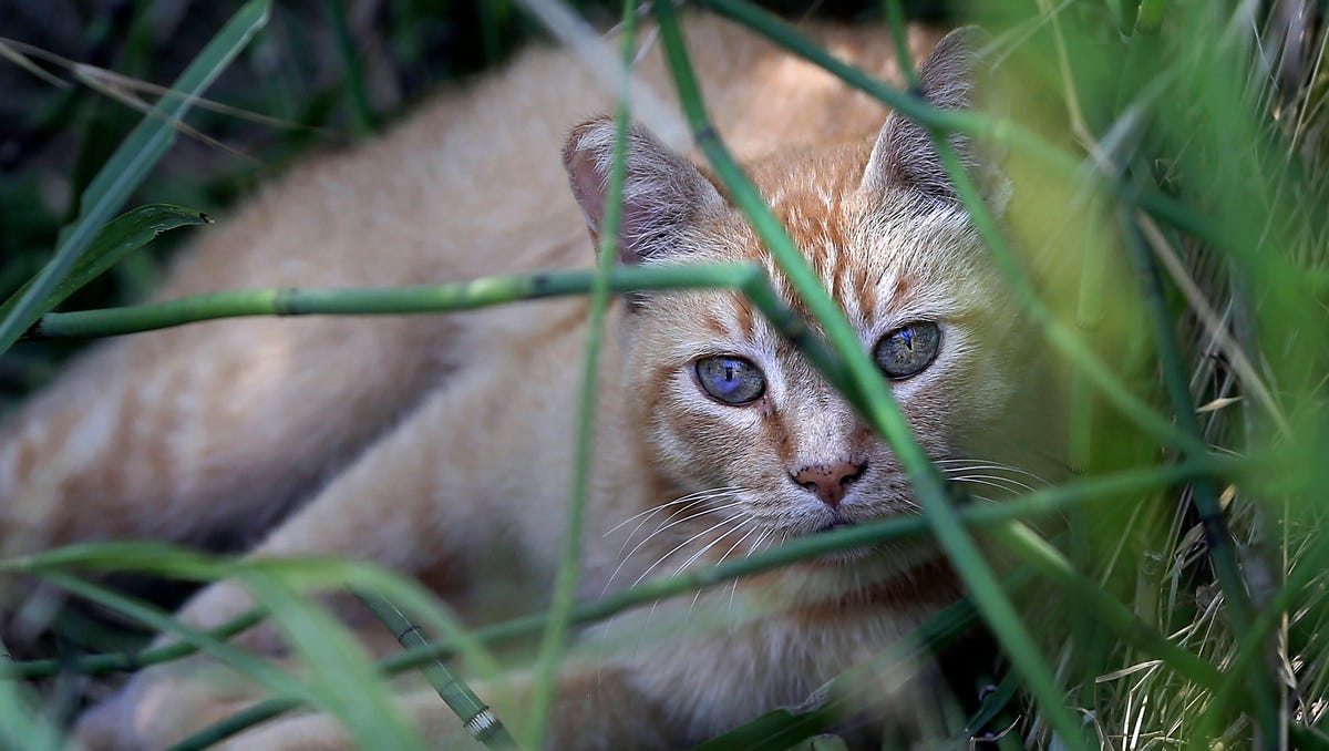 Featured image for New Zealand cancels controversial cat-killing tournament for children.