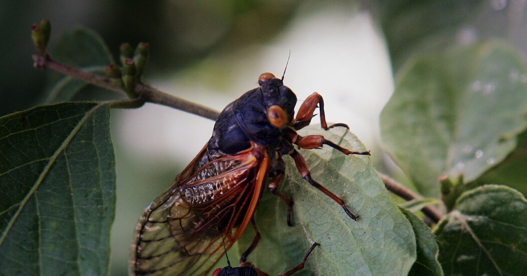 "Massive Emergence: Trillions of Cicadas Set to Invade the U.S. in 2024"