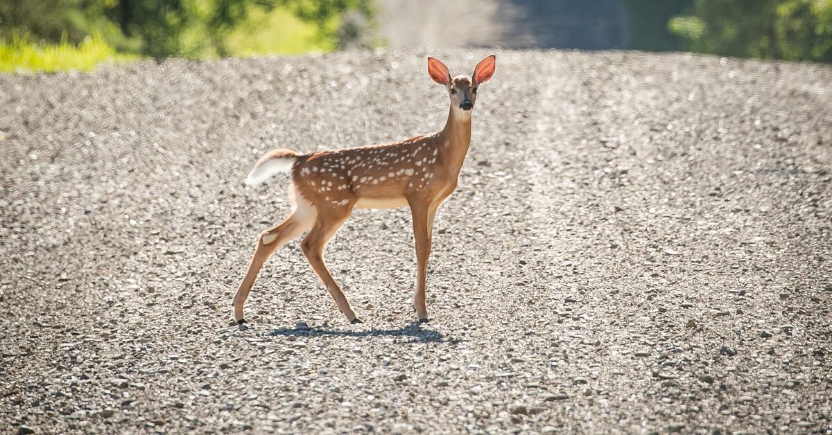 "Millions in Federal Funding Allocated for Wildlife Road Crossings and Overpasses Across US Highways"
