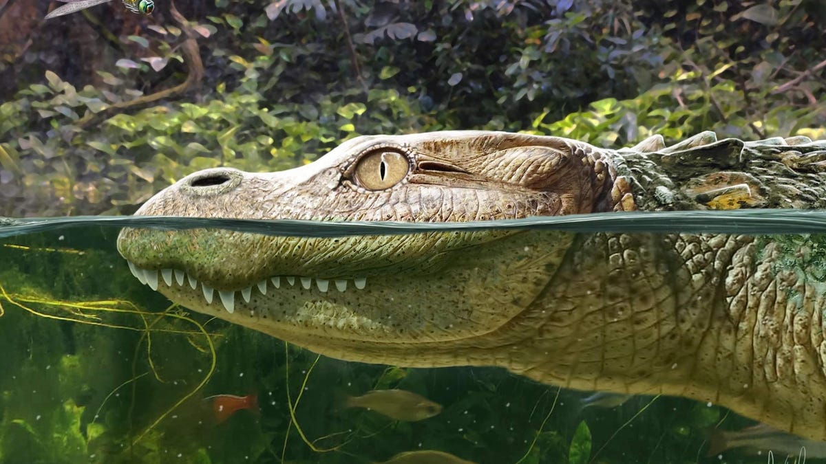 Featured image for Ancient Alligator with Short Snout Devoured Snails in Prehistoric Era