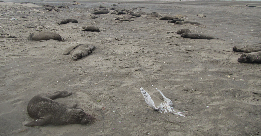 Featured image for Bird Flu's Alarming Spread to Mammals Raises Human Risk Concerns