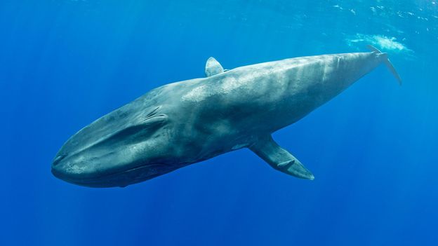 Featured image for "Surprising Discovery: Listening Network Designed to Detect Nuclear Bomb Tests Discovers Blue Whales Instead"