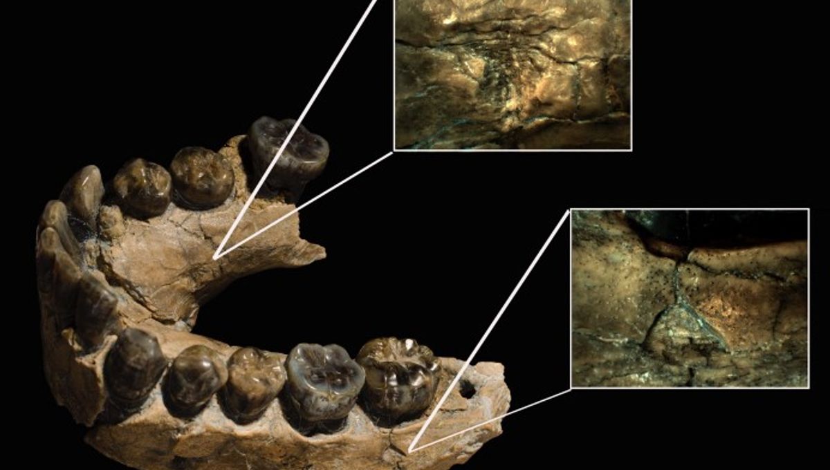 Featured image for Early Humans Were Prey, Not Predators, by Leopards