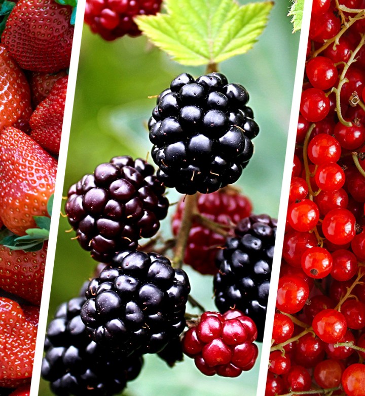 "The Ultimate Guide to 30 Berry Varieties and Their Health Benefits"
