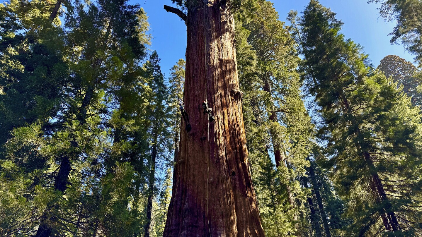 Featured image for "World's Largest Trees Endure Climate Threats Despite General Sherman's Health"