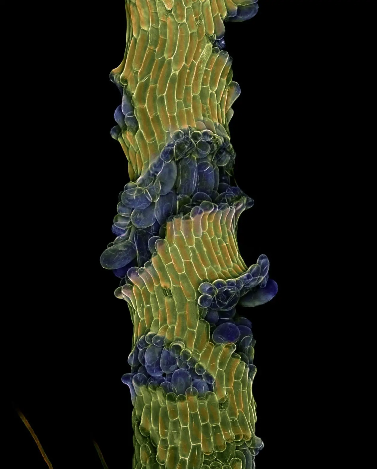 "Revealing the Hidden Growth Secret of an Obscure Aquatic Plant"