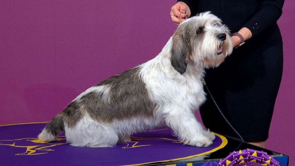 Featured image for Buddy Holly, the Petit Basset Griffon Vendéen, Makes History with Best in Show Win at Westminster.