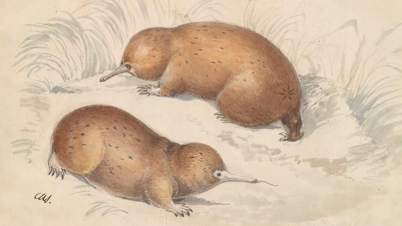 Featured image for Scientists Confirm Existence of 200-Million-Year-Old Species Thought Extinct