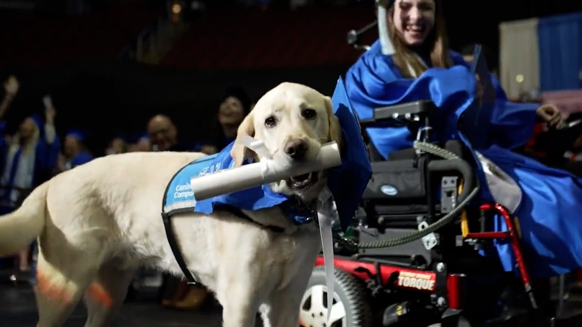Featured image for Service dog graduates alongside owner in heartwarming ceremony.