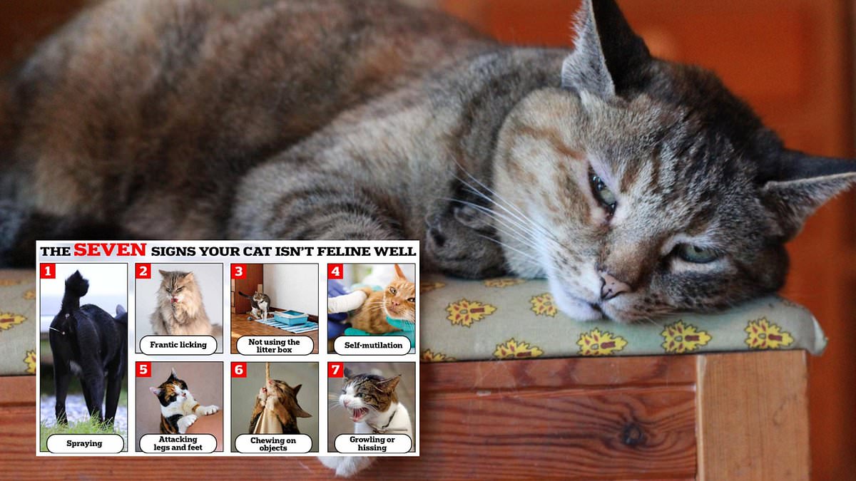 Featured image for "7 Telltale Signs Your Cat Isn't Feeling Well"