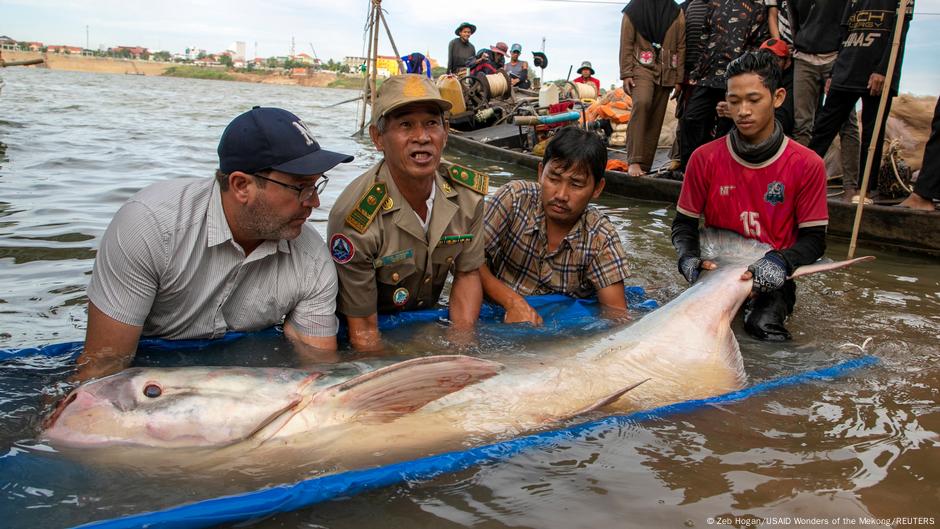 Featured image for Rare Mekong Giant Catfish Rediscovered in Cambodia