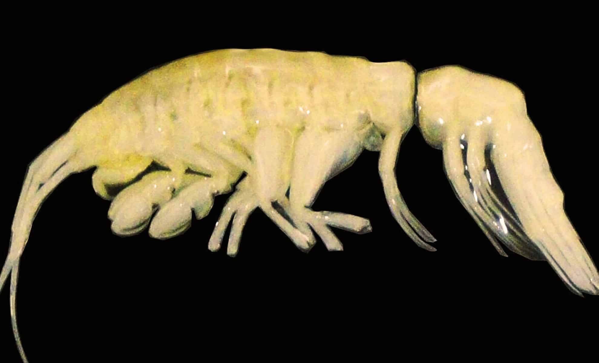 Featured image for Scientists Discover New Deep-Sea Predator at 8,000 Meters