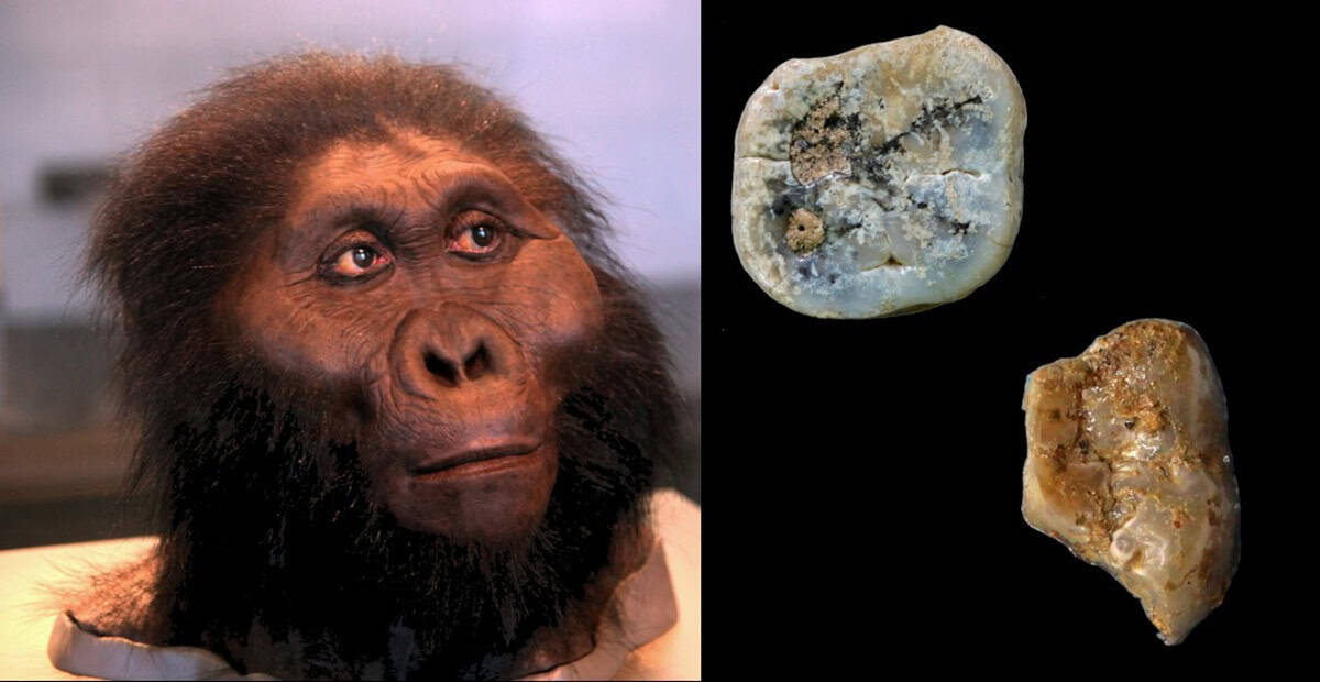 Featured image for Paranthropus: The Overlooked Ancestors and Their Tool-Making Skills