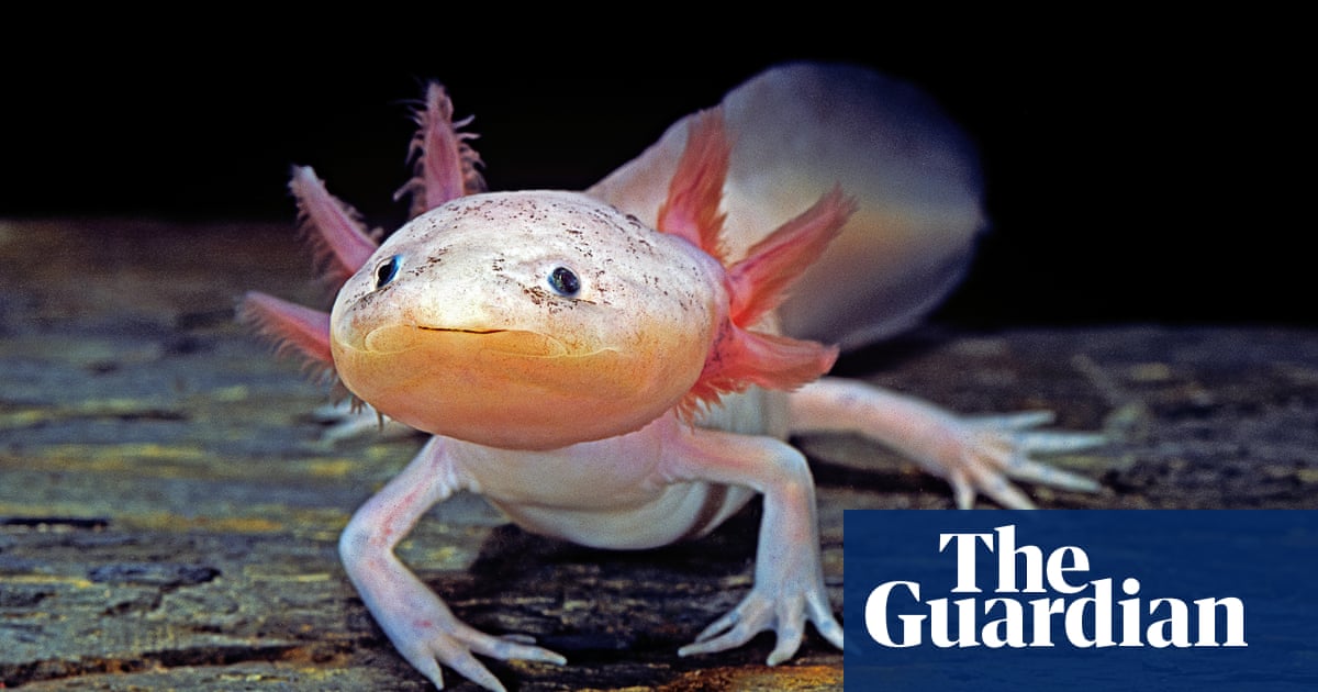 Featured image for "Mexican Ecologists Launch Urgent Campaign to Save Axolotl"