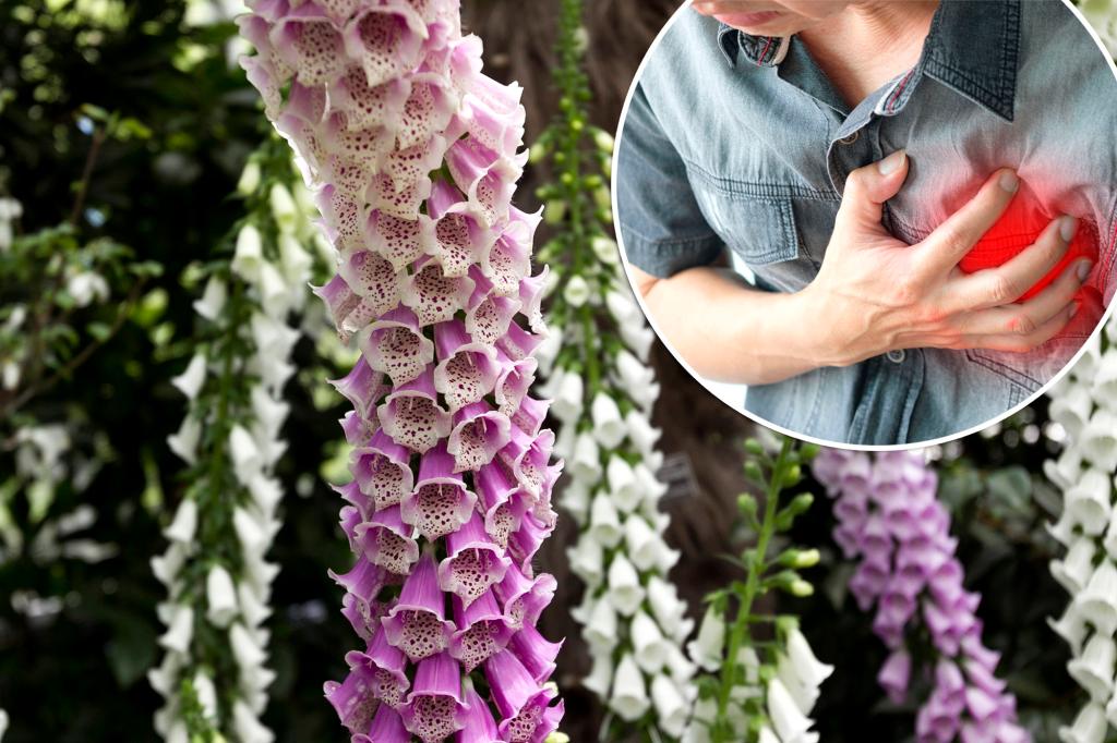 Featured image for "Unveiling the Deadly Truth: The Heart Attack-Inducing Power of Foxgloves and Other Toxic Plants"