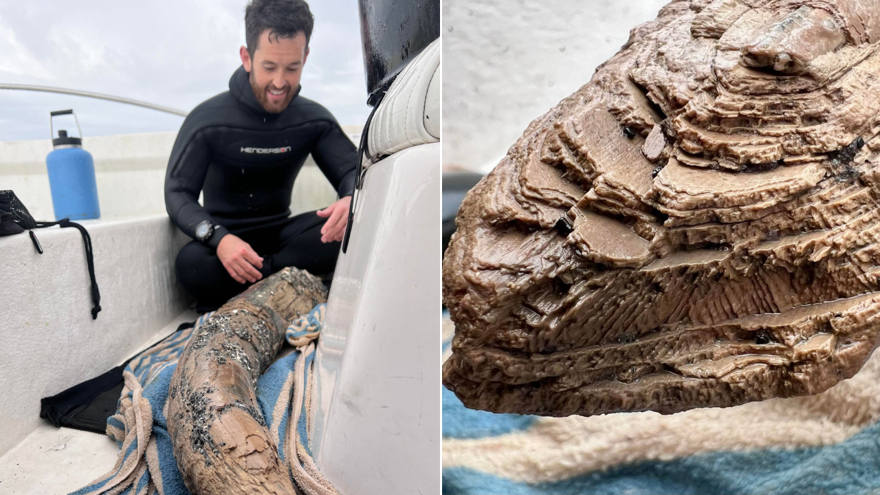 Amateur Diver Discovers Rare Prehistoric Mastodon Tusk Off Florida Coast