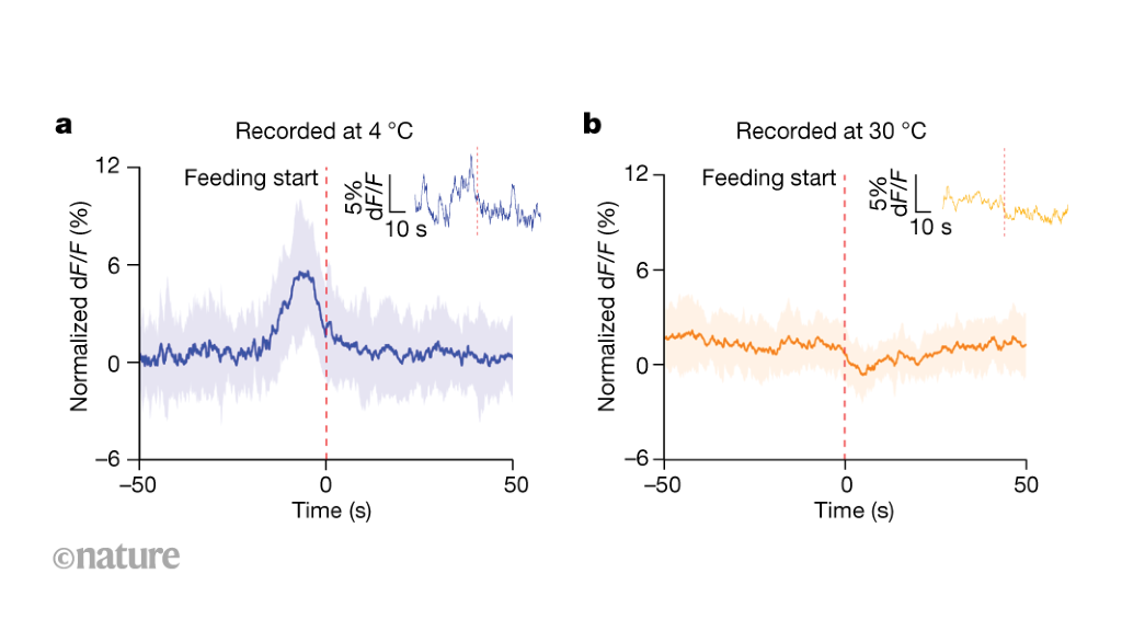 Featured image for "Cold Weather Cravings: Unraveling the Neural Mechanisms Behind Increased Mammalian Appetite"