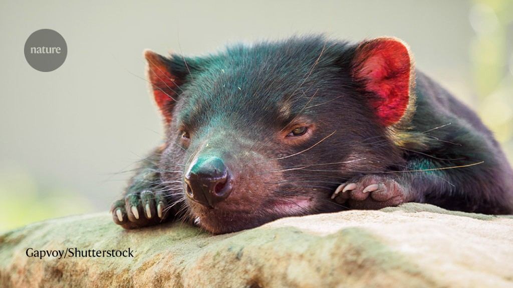 Featured image for Genetic Sequencing Reveals Evolution of Contagious Cancers in Tasmanian Devils.