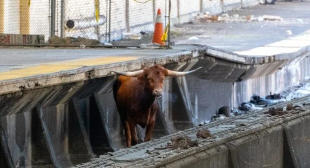 Featured image for Escaped Newark Bull Finds Online Stardom and Safe Sanctuary