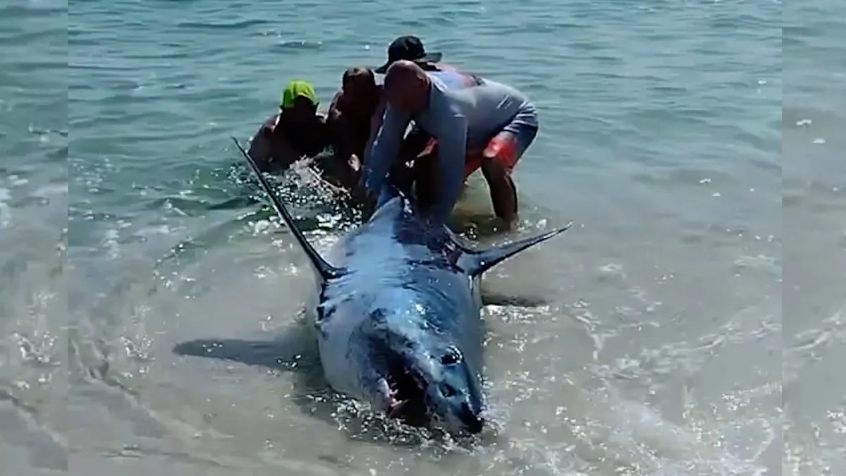 Featured image for Beachgoers Rescue Stranded Mako Shark in Dramatic Florida Encounter