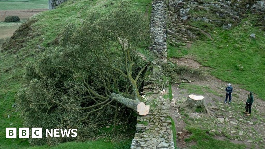 Featured image for Vandalism at Sycamore Gap: Two Arrested for Tree Felling