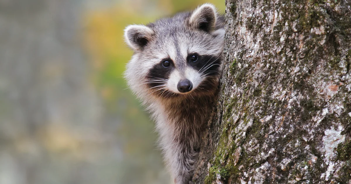 Rabid Raccoon Attacks Spark Concern in Princeton